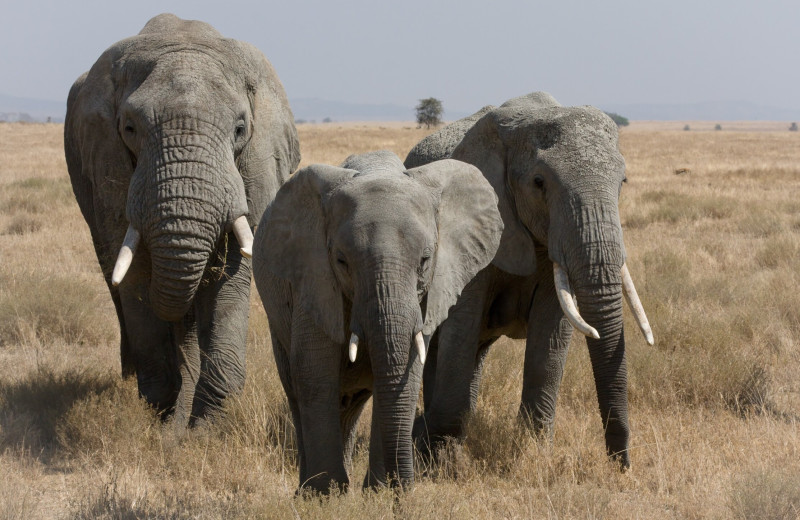 Полмиллиона лет назад предки человека охотились на слонов, подстерегая их на путях сезонных миграций