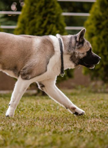 Бублик, крючок, колечко: почему у некоторых собак хвост скручивается — и норма ли это?