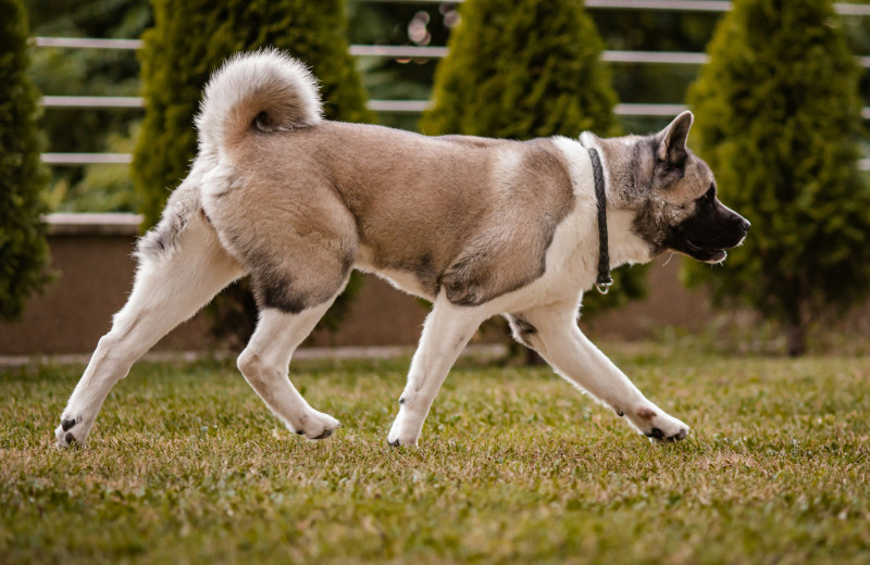 Бублик, крючок, колечко: почему у некоторых собак хвост скручивается — и норма ли это?