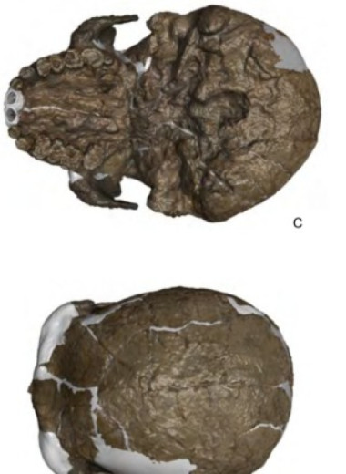 Палеоантропологи реконструировали череп жившего около миллиона лет назад гоминина Юньсянь-2