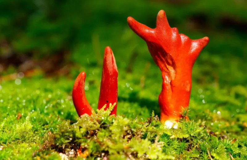 5 самых ядовитых грибов в мире: не смейте даже прикасаться к ним