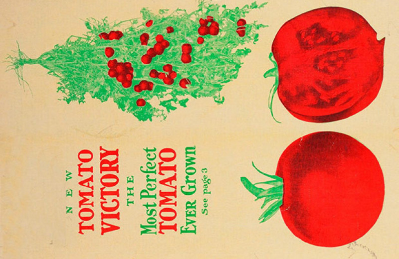 ГМ-томаты научились накапливать провитамин D3