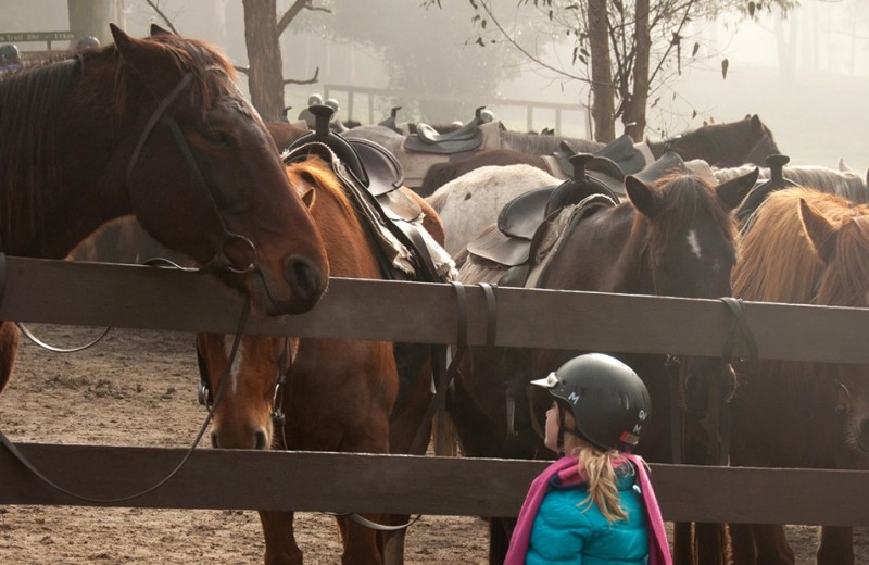 Ольга Мягкова: Как прийти в конный спорт. 5 советов родителям