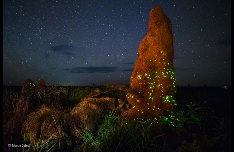 Победителя конкурса Wildlife Photographer of the Year дисквалифицировали за снимок чучела