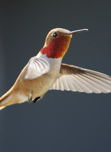 Сроки и маршруты миграции рыжих колибри оказались связаны с полом и возрастом