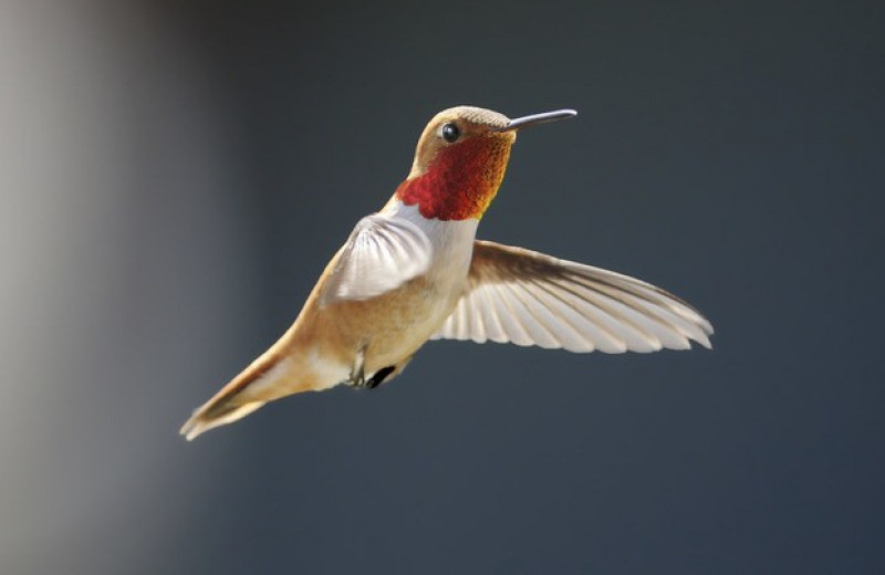 Сроки и маршруты миграции рыжих колибри оказались связаны с полом и возрастом