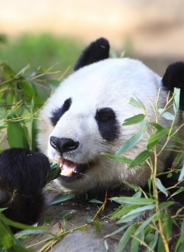 Почему большие панды едят лишь бамбук, если они – медвежьи?