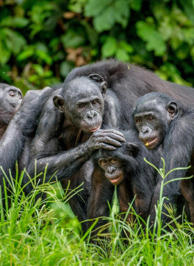 7 секретов гармоничной жизни, которым могут научить бонобо