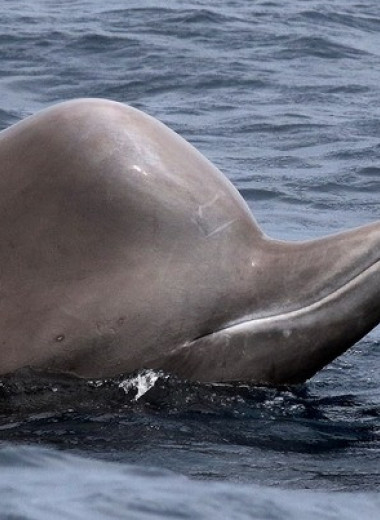 Уязвимые перед косатками китообразные сильнее испугались сонара