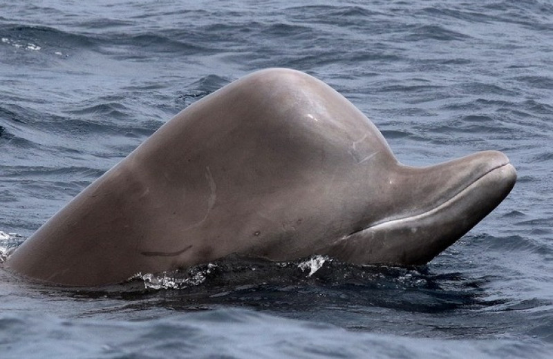Уязвимые перед косатками китообразные сильнее испугались сонара
