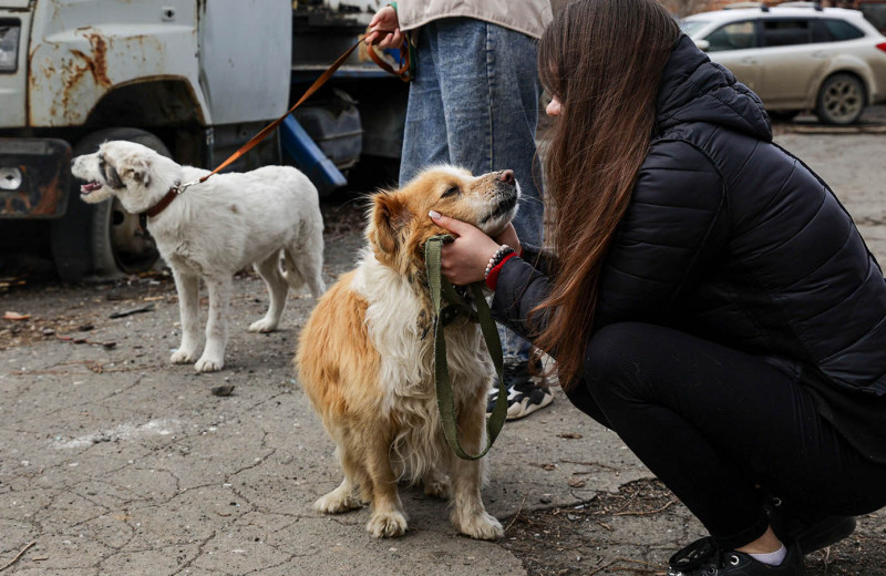 «По закону они просто вещи»: кто и как в России спасает животных во время катастроф