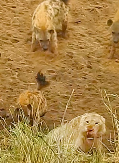 Лев отбивается от стаи гиен и зовет на помощь: видео