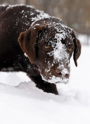 Что происходит с собачьим носом на морозе: вы могли замечать это у своего питомца