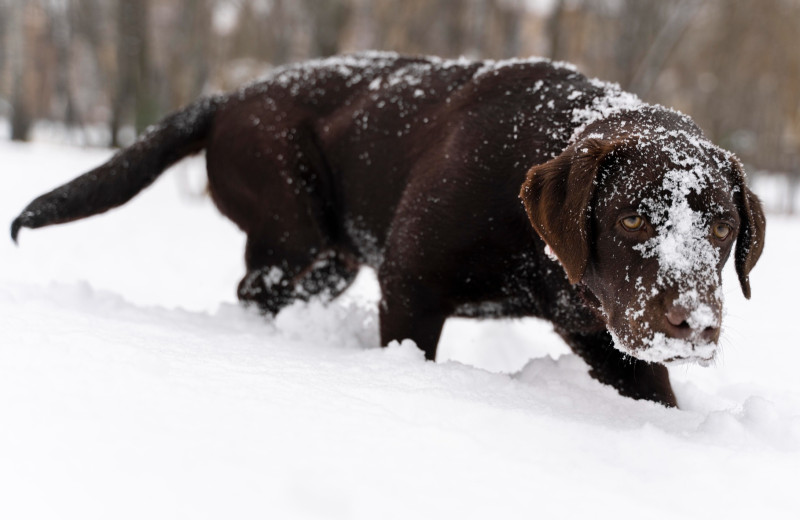 Что происходит с собачьим носом на морозе: вы могли замечать это у своего питомца