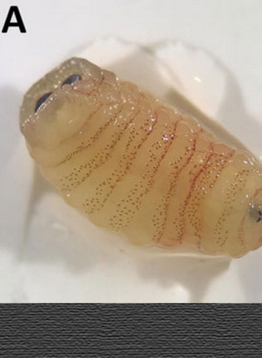 В носу гречанки развились личинки и куколка овечьего овода