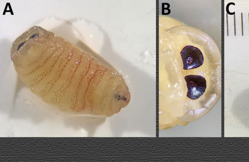 В носу гречанки развились личинки и куколка овечьего овода
