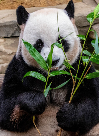 Как панды набирают вес, если едят только бамбук