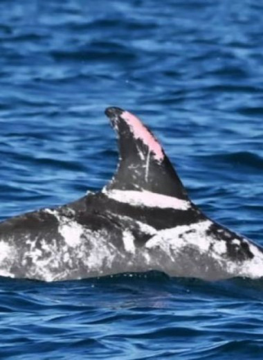 У берегов Австралии впервые встретили дельфина с белыми пятнами и пестринами