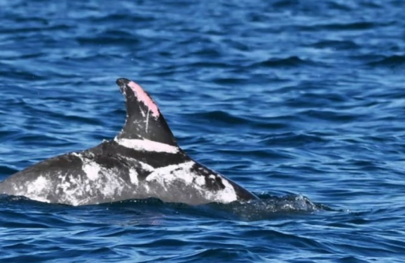 У берегов Австралии впервые встретили дельфина с белыми пятнами и пестринами