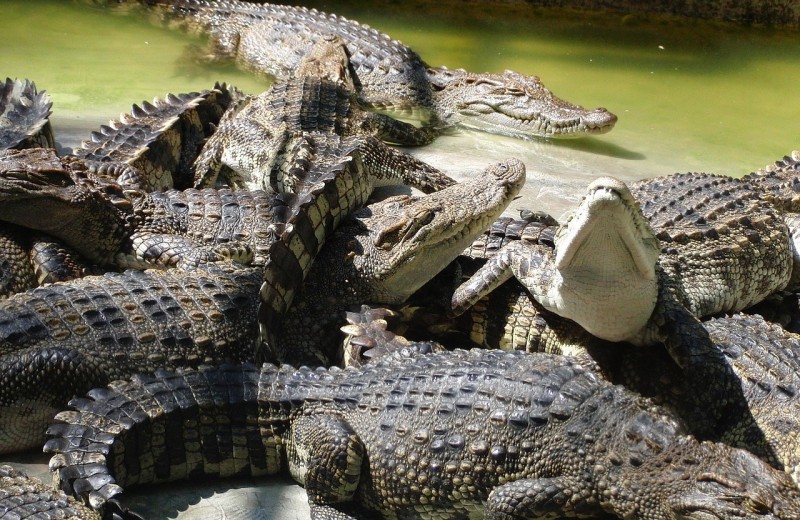 Индонезийцы устроили бойню на крокодиловой ферме: убиты почти 300 животных