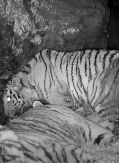 Ленивый быт тигриного семейства: улов фотоловушки на «Земле леопарда»