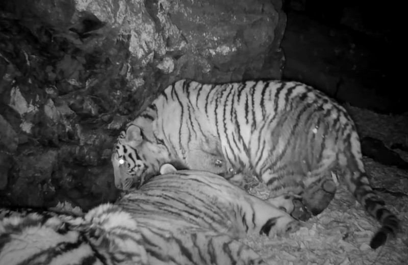 Ленивый быт тигриного семейства: улов фотоловушки на «Земле леопарда»