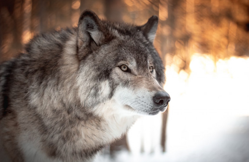 Волки, как и собаки, узнают знакомые человеческие голоса