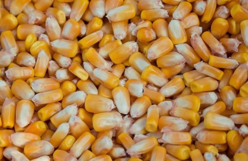 Правда ли, что наше тело не переваривает кукурузу? И есть ли от нее польза?
