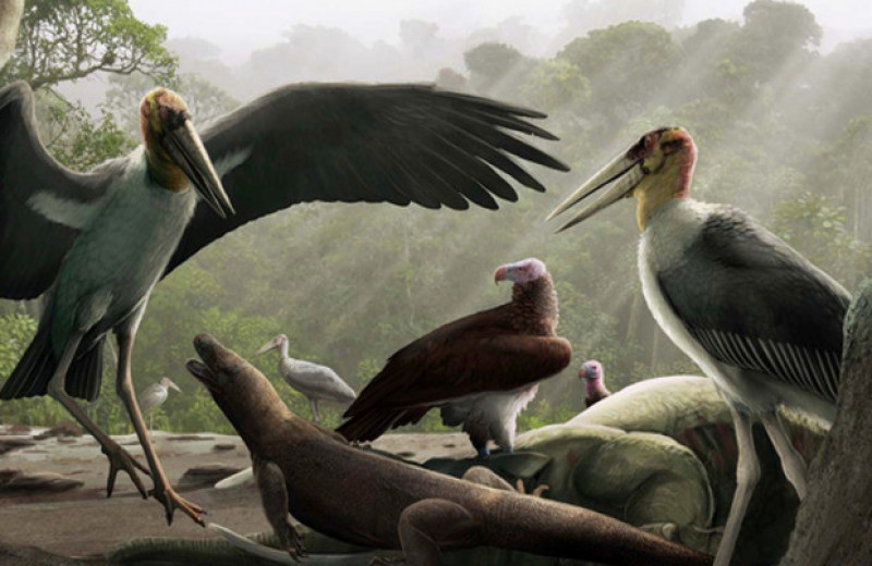 Палеонтологи разрешили вымершим гигантским марабу с острова Флорес летать