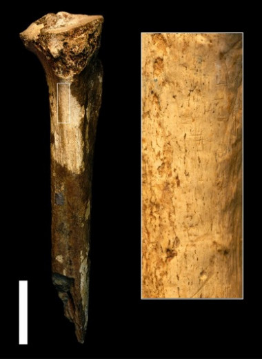 Жившего 1,45 миллиона лет назад гоминина разделал другой гоминин