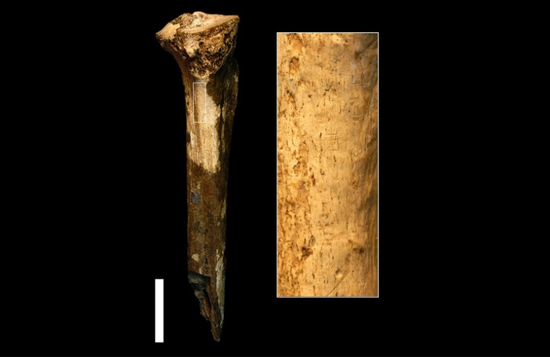 Жившего 1,45 миллиона лет назад гоминина разделал другой гоминин