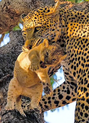Леопард украл львенка: шокирующее видео
