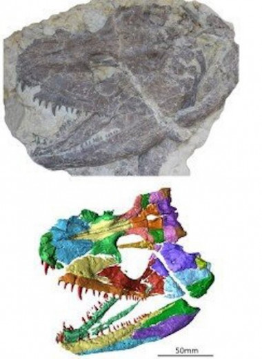 Древние кости: ученые реконструировали череп животного возрастом 340 миллионов лет