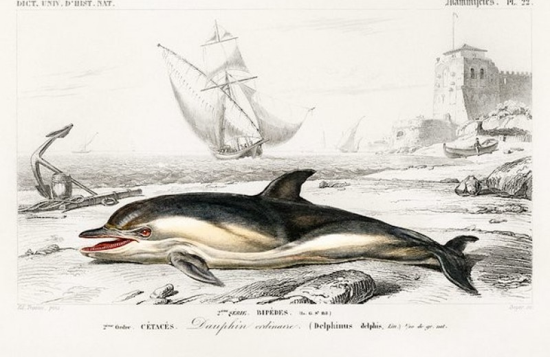 Испанские дельфины стали чаще болеть язвой желудка из-за червей-паразитов
