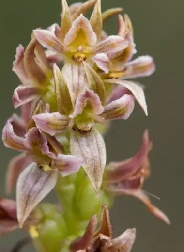 «Вымершая» австралийская орхидея 22 года скрывалась под другим именем