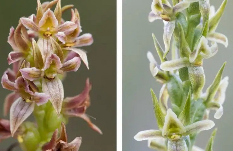 «Вымершая» австралийская орхидея 22 года скрывалась под другим именем