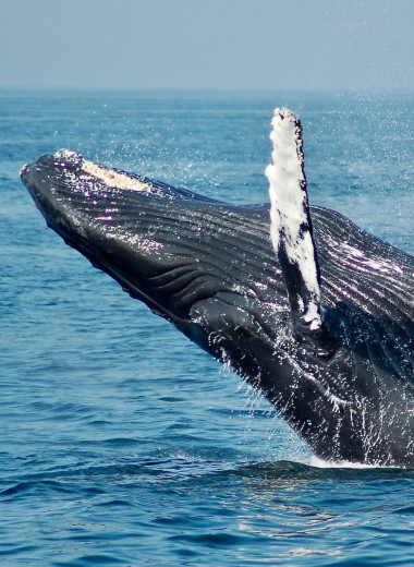 Почему киты иногда взрываются после смерти?