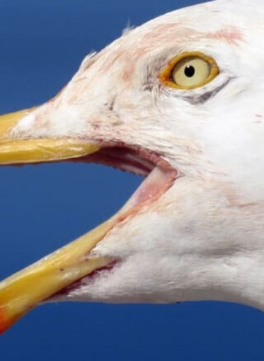 Орнитологи отпугнули вороватых чаек записями мужского крика