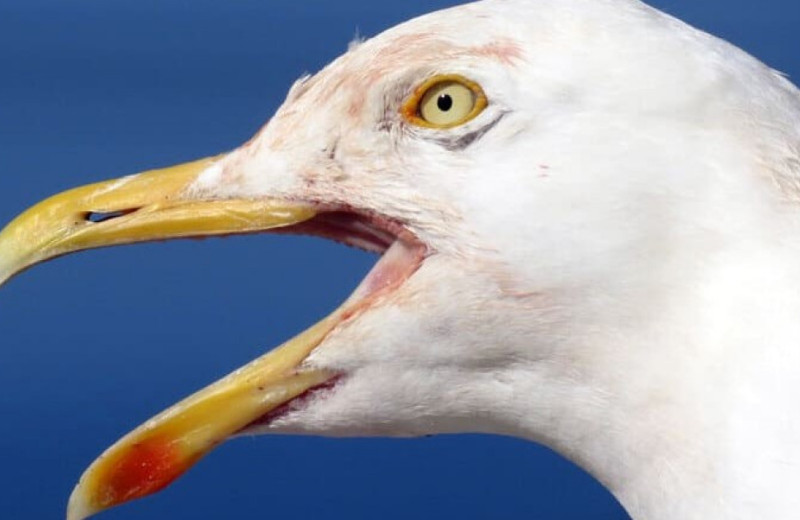 Орнитологи отпугнули вороватых чаек записями мужского крика