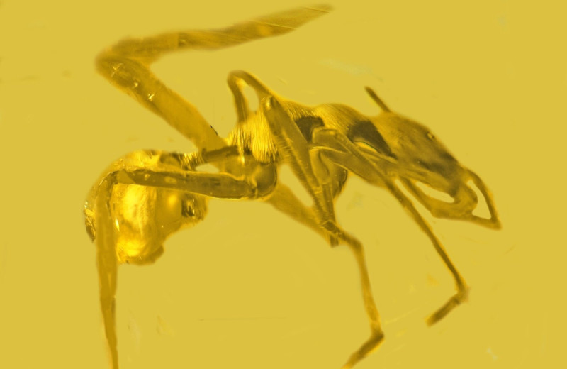 Паук, который захотел стать муравьем: редкая находка в ископаемой смоле