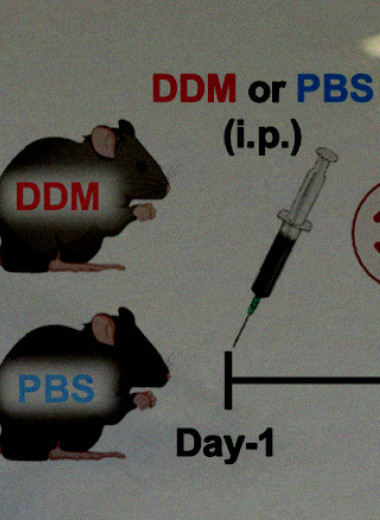 Лаурилмальтозид защитил мышей от бактериальной инфекции