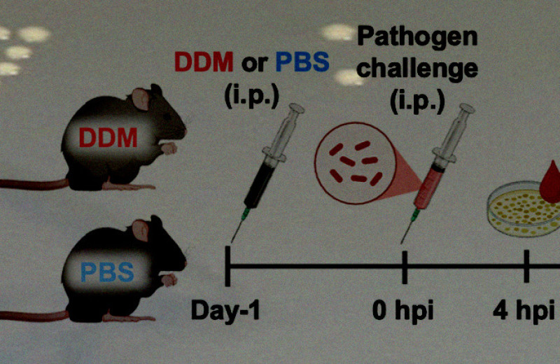 Лаурилмальтозид защитил мышей от бактериальной инфекции