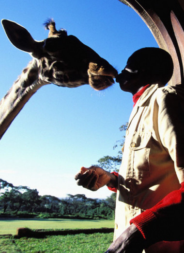 В мире людей и зверей: как в Кении возвращают долг природе