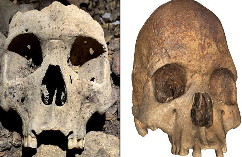 В Габоне нашли останки людей доколониальной эпохи с деформированными черепами