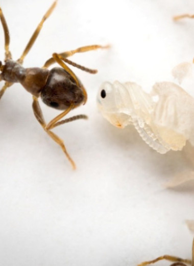 Инфицированные куколки рабочих муравьев сигнализировали о заражении