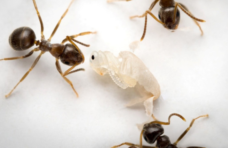 Инфицированные куколки рабочих муравьев сигнализировали о заражении