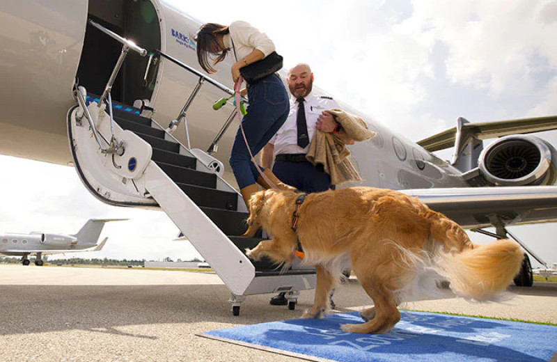 Хвостатый рейс: в США открыли авиакомпанию премиум-класса для собак