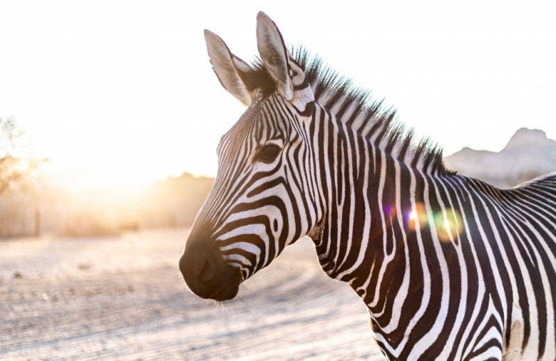 Зачем зебре полоски? Ученые 150 лет бились над разгадкой и нашли ответ