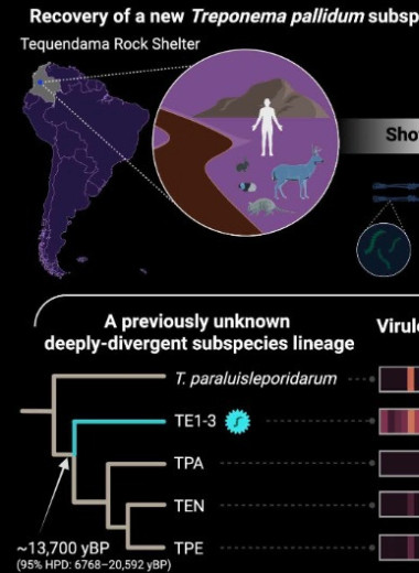 Древний американец заразился бледной трепонемой более 5,3 тысячи лет назад