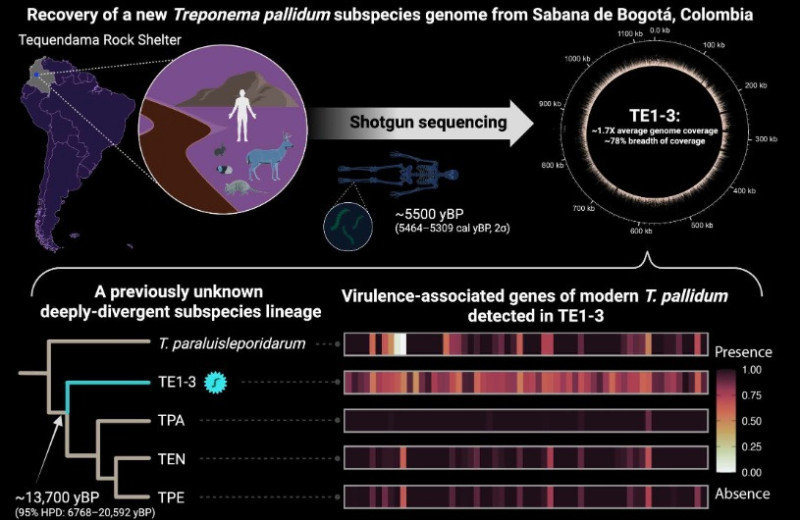 Древний американец заразился бледной трепонемой более 5,3 тысячи лет назад